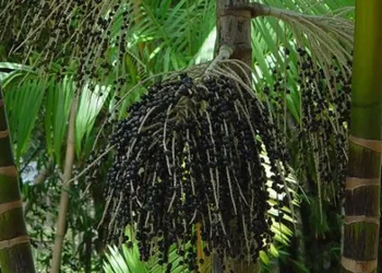 Produtores de açaí sentem impacto do tarifaço e temem queda nas vendas