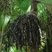 Produtores de açaí sentem impacto do tarifaço e temem queda nas vendas
