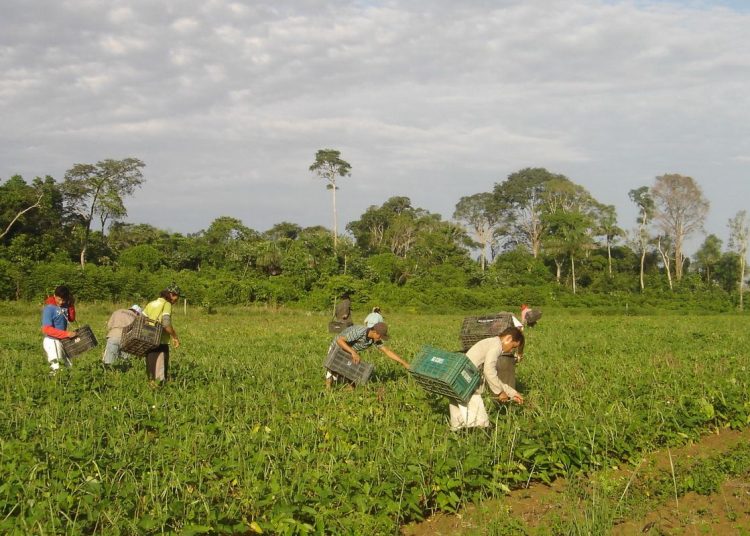 Desenrola Rural ultrapassa meta e renegocia R$ 6,3 bilhões em dívidas