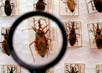 Projeto busca tratar doença de Chagas perto da casa dos pacientes