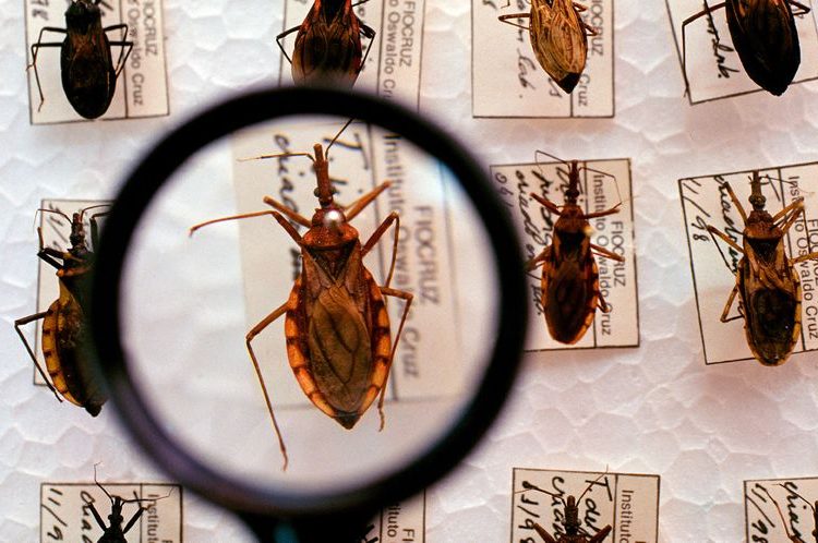 Projeto busca tratar doença de Chagas perto da casa dos pacientes