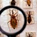 Projeto busca tratar doença de Chagas perto da casa dos pacientes