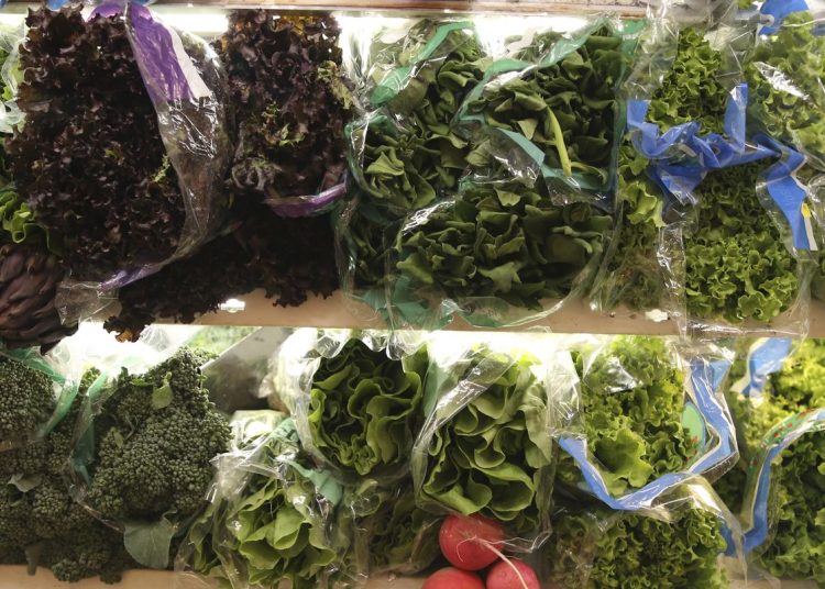 Consea pretende inserir discussão sobre segurança alimentar na COP30