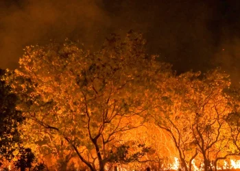 Estado de São Paulo está na semana de maior risco para incêndios