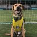 Emocionante! Coritiba surpreende e entra em campo com cachorros caramelos