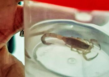 Com a chegada do calor, aumentam os casos de acidentes com escorpiões