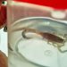 Com a chegada do calor, aumentam os casos de acidentes com escorpiões