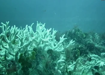 Recifes de coral do Brasil estão ameaçados por mudanças climáticas