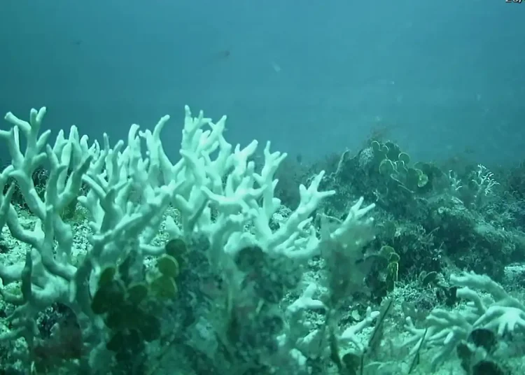 Recifes de coral do Brasil estão ameaçados por mudanças climáticas