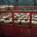 Lula sanciona programa Gás do Povo; saiba como funciona
