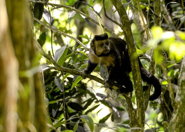 Em SP, povos e comunidades lançam aliança em Defesa da Mata Atlântica