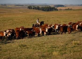 União Europeia restringe importação de carnes, peixe e mel do Brasil