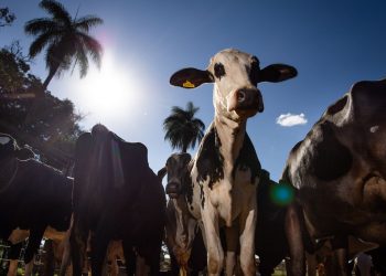 União Europeia oficializa veto a carne brasileira a partir de setembro