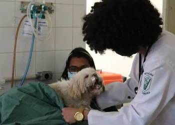 Exercício ilegal da medicina veterinária passa a ser crime