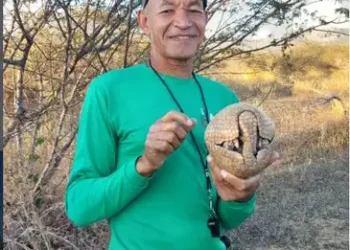 Mascote da Copa, tatu-bola continua ameaçado e terá plano de proteção