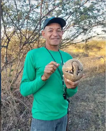 Mascote da Copa, tatu-bola continua ameaçado e terá plano de proteção