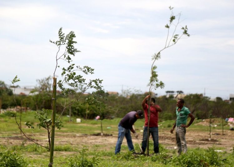 Meio Ambiente realiza plantio de mudas de pau-brasil no bairro Cidade Jardim