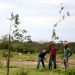 Meio Ambiente realiza plantio de mudas de pau-brasil no bairro Cidade Jardim